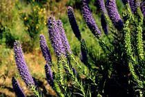 Natternkopf (Echium candicans), beim Encumeada Pass