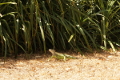 Iguana