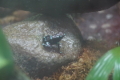 Pfeilgiftfrosch