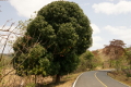 Mangobaum
