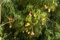 Mangos