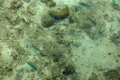 Wildwechsel