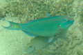 Papageifisch