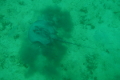 Chupare Stingray