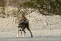 Koyote Koyote