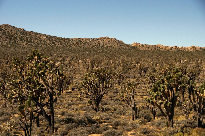 Joshua Tree Wald