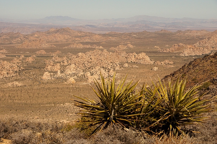 Im Joshua Tree National Park