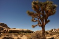 Joshua Tree Joshua Tree