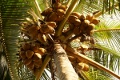 Kokosnsse