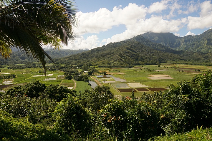 Hanalei Valley