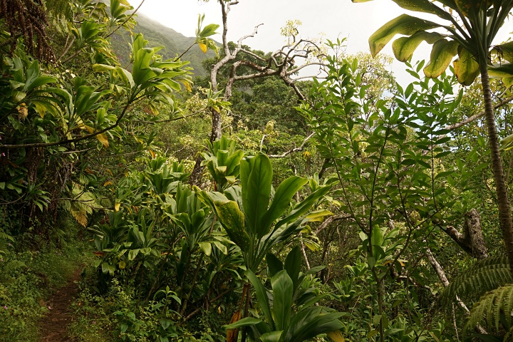 Maunawili Trail