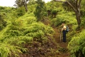 Kuli'ou'ou Ridge Trail