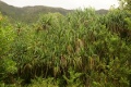 Am Waihe'e Falls Trail