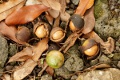 Macadamia Nüsse Macadamia Nüsse
